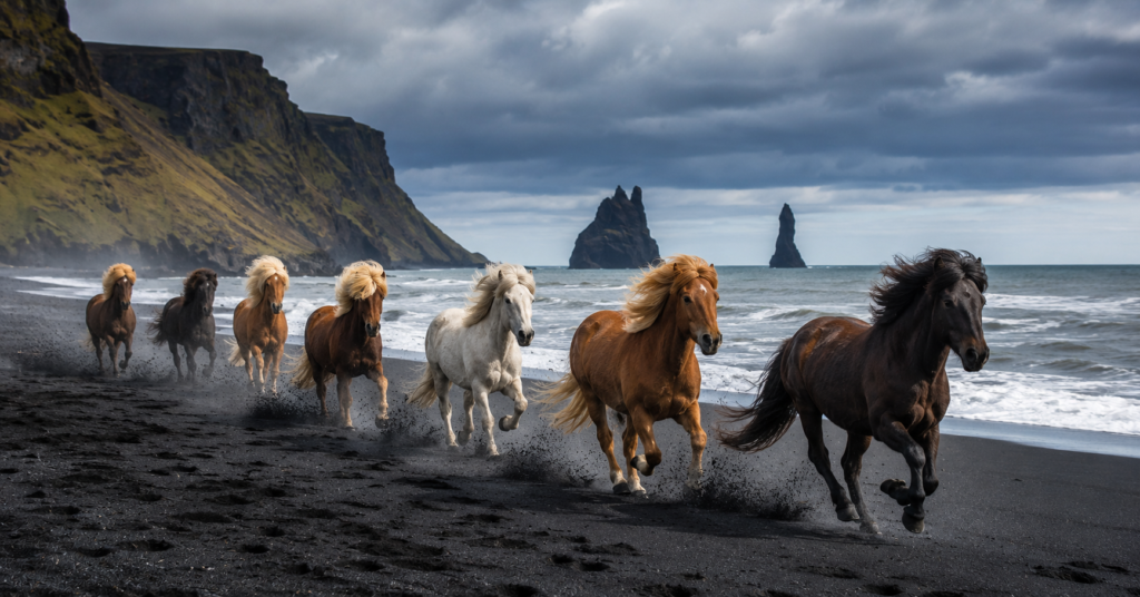 Icelandic horses galloping across black sand beach near Vik Iceland with dramatic cliffs, Atlantic waves, and stormy Nordic skies