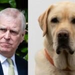 Andrew Mountbatten-windsor Allegedly Kicked His Dog During A Royal Gatherin